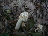 Amanita simulans image