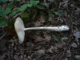 Amanita simulans image