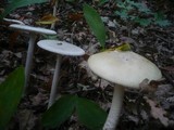 Amanita simulans image