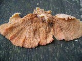 Merulius tremellosus image