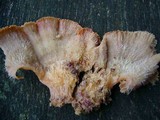Merulius tremellosus image
