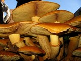 Gymnopilus ventricosus image
