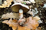 Cortinarius rufo-olivaceus image