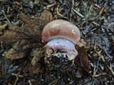 Cortinarius praestans image