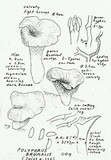 Polyporus brumalis image