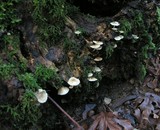 Mycena galericulata image