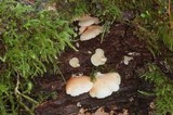 Crepidotus applanatus image