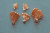 Crepidotus applanatus image