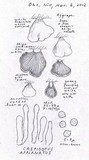 Crepidotus applanatus image