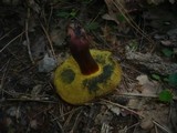 Boletus pulverulentus image