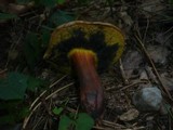 Boletus pulverulentus image