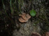 Hydnellum concrescens image