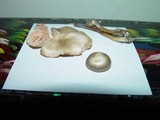 Entoloma hirtipes image
