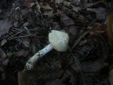 Inocybe cookei image