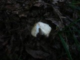 Inocybe cookei image