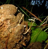 Coprinopsis ephemeroides image