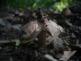 Inocybe adaequata image