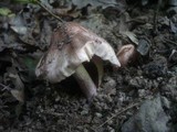 Inocybe adaequata image