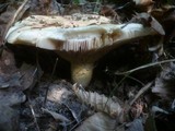 Lactarius controversus image