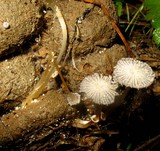 Coprinopsis ephemeroides image