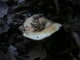 Lactarius zonarius image