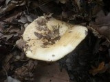 Lactarius zonarius image