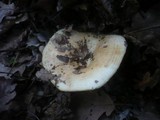 Lactarius zonarius image