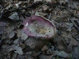 Russula atropurpurea image