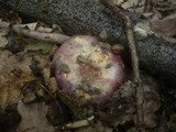 Russula atropurpurea image