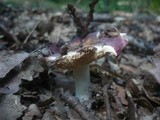 Russula atropurpurea image