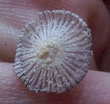 Coprinopsis ephemeroides image