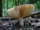 Russula alutacea image
