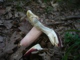 Russula alutacea image