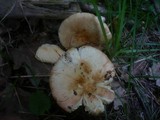 Russula globispora image