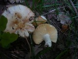 Russula globispora image
