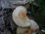 Russula globispora image