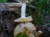 Russula globispora image