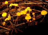 Mycena oregonensis image