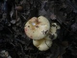 Russula globispora image