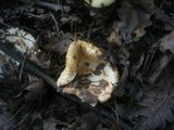 Russula globispora image