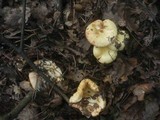 Russula globispora image