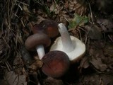 Russula heterophylla image