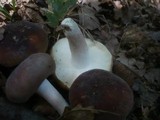 Russula heterophylla image