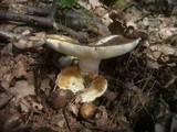 Russula heterophylla image