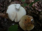 Russula heterophylla image