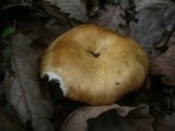 Russula subfoetens image