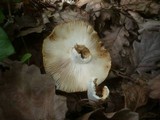 Russula subfoetens image