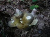 Russula violeipes image