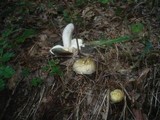 Russula violeipes image