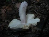 Russula violeipes image